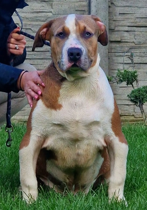 Vand American Bully xl - imagine 3