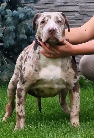 Vand American Bully xl