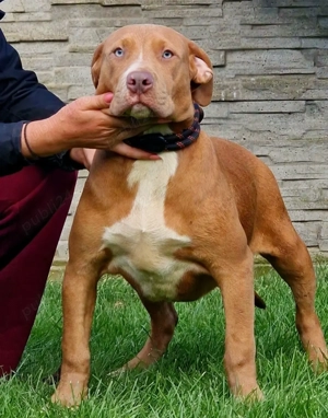 Vand American Bully xl - imagine 2
