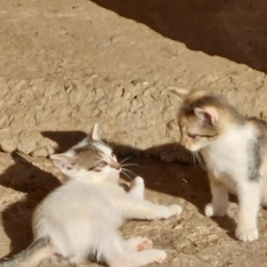 Donez pui de pisica - imagine 2 Donez pui de pisica - imagine 2