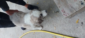 Vand ciobanesc carpatin 