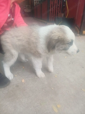 Vand ciobanesc carpatin  - imagine 2