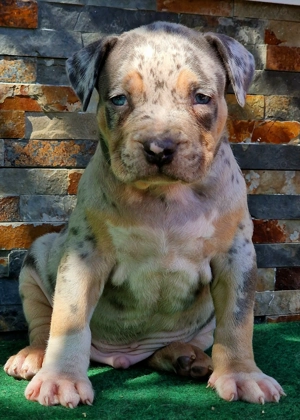 Vand American Bully xl  - imagine 2