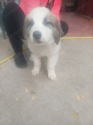 Vand ciobanesc carpatin  - imagine 3