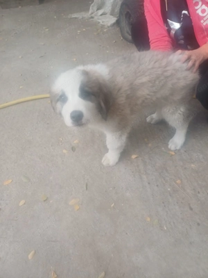 Vand ciobanesc carpatin  - imagine 4