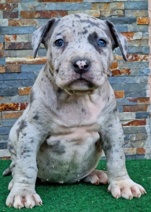 Vand American Bully xl  - imagine 3
