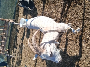 Vand capre  - imagine 4 Vand capre  - imagine 4