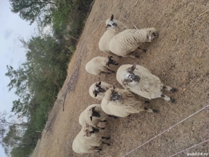 oi de vânzare  - imagine 2