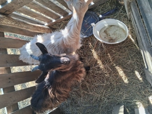 Vand capre  - imagine 3 Vand capre  - imagine 3