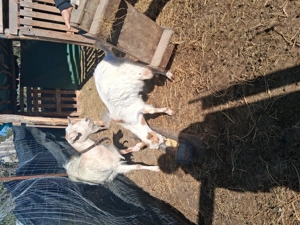 Vand capre  - imagine 5 Vand capre  - imagine 5