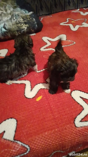 bichon havanez negru cu alb - imagine 2