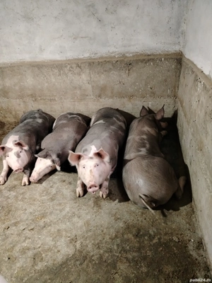 Vând porci pietrain! 