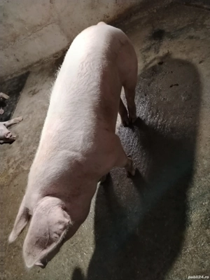 Vând porci pietrain!  - imagine 2 Vând porci pietrain!  - imagine 2