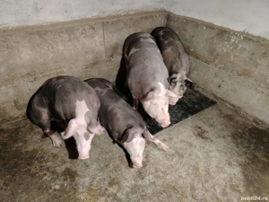 Vând porci pietrain!  - imagine 3 Vând porci pietrain!  - imagine 3