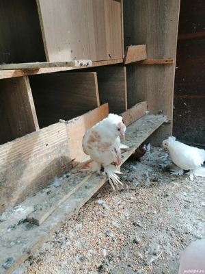 Vând doi porumbei uriaș Maghiar 