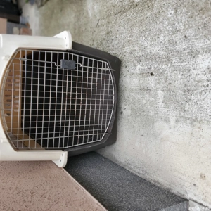 Cusc  pentru Cîine  - imagine 5