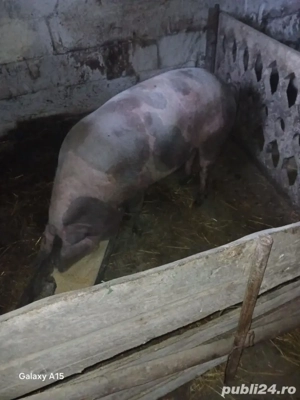 vand porci crescuti  cu  cartofi si cereale rasa  de carne diferite  kg  detali la telefon   - imagine 2 vand porci crescuti  cu  cartofi si cereale rasa  de carne diferite  kg  detali la telefon   - imagine 2
