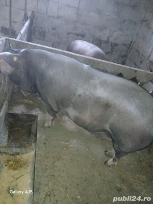 vand porci crescuti  cu  cartofi si cereale rasa  de carne diferite  kg  detali la telefon   - imagine 3 vand porci crescuti  cu  cartofi si cereale rasa  de carne diferite  kg  detali la telefon   - imagine 3