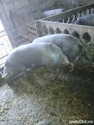 vand porci crescuti  cu  cartofi si cereale rasa  de carne diferite  kg  detali la telefon   - imagine 4 vand porci crescuti  cu  cartofi si cereale rasa  de carne diferite  kg  detali la telefon   - imagine 4