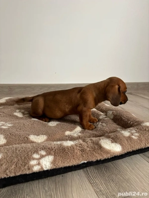 femela teckel  - imagine 2 femela teckel  - imagine 2