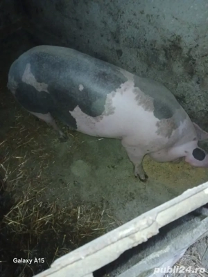 vand porci crescuti  cu  cartofi si cereale rasa  de carne diferite  kg  detali la telefon   - imagine 5 vand porci crescuti  cu  cartofi si cereale rasa  de carne diferite  kg  detali la telefon   - imagine 5