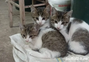 Oferta speciala la 500  din mama Britis!