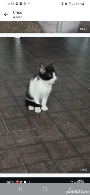 Oferta speciala la 500  din mama Britis! - imagine 2