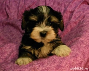 bichon havanez fetita 2 luni