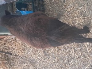 ponei de vanzare  - imagine 3