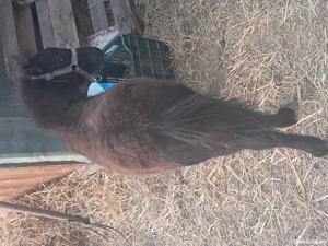 ponei de vanzare  - imagine 4