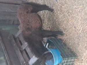 ponei de vanzare  - imagine 2