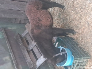 ponei de vanzare  - imagine 5