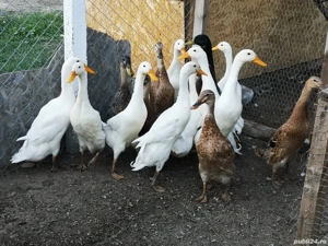 Rate indiene alergătoare