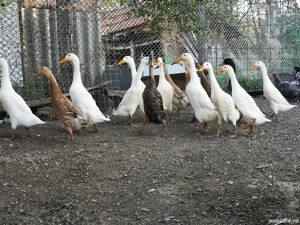 Rate indiene alergătoare  - imagine 5