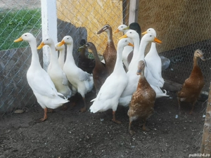 Rate indiene alergătoare  - imagine 2