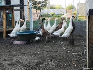 Rate indiene alergătoare  - imagine 3