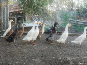 Rate indiene alergătoare  - imagine 4