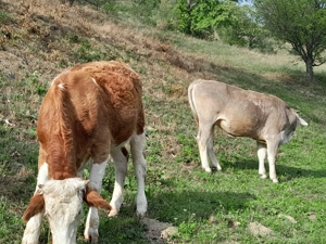 De vanzare 2 vitele  - imagine 2 De vanzare 2 vitele  - imagine 2