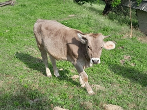 De vanzare 2 vitele  - imagine 3 De vanzare 2 vitele  - imagine 3