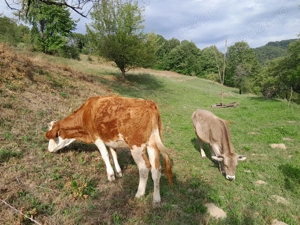 De vanzare 2 vitele  - imagine 4 De vanzare 2 vitele  - imagine 4