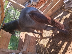 Vand armăsar sur de 6 ani