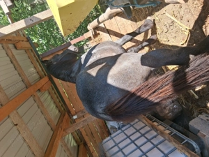 Vand armăsar sur de 6 ani - imagine 2