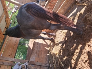 Vand armăsar sur de 6 ani - imagine 3