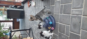 Donatie motanel 3 luni - imagine 4 Donatie motanel 3 luni - imagine 4