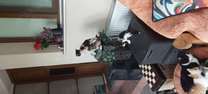 Donatie motanel 3 luni - imagine 3 Donatie motanel 3 luni - imagine 3