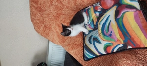 Donatie motanel 3 luni - imagine 2 Donatie motanel 3 luni - imagine 2