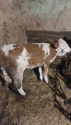 De vsnzare vitea baltata romaneasca