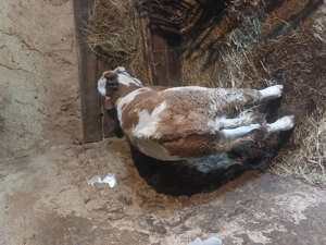 De vsnzare vitea baltata romaneasca - imagine 2 De vsnzare vitea baltata romaneasca - imagine 2