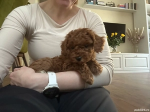 Catelusi Pudel Poodel fetite si baietei toy red  apricot ajut cu transportul