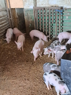 vând purcei  - imagine 4 vând purcei  - imagine 4